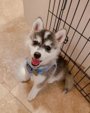 Pomsky male and female puppies for adoption EMAIL: ricecarrut@gmail.com Image eClassifieds4u 2