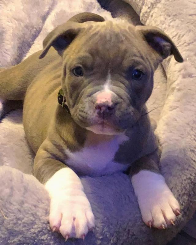 Pitbull puppy for adoption Image eClassifieds4u
