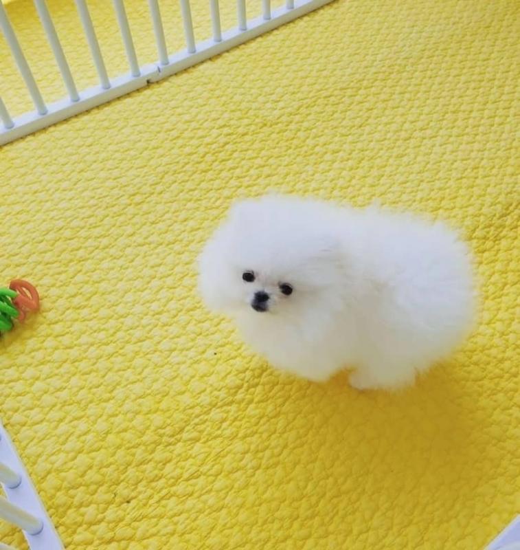 Pomeranian puppies available in good health condition for new homes Image eClassifieds4u