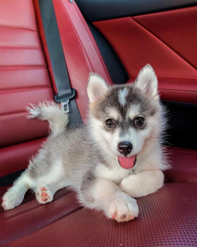 Pomsky male and female puppies for adoption Image eClassifieds4u