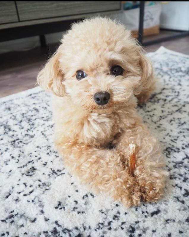 Toy poodle puppies available in good health condition for new homes Image eClassifieds4u