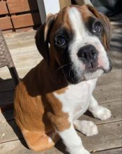 Boxer puppies for good re homing to interested homes. EMAIL: ricecarrut@gmail.com