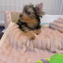 Yorkie puppies available in good health condition for new homes