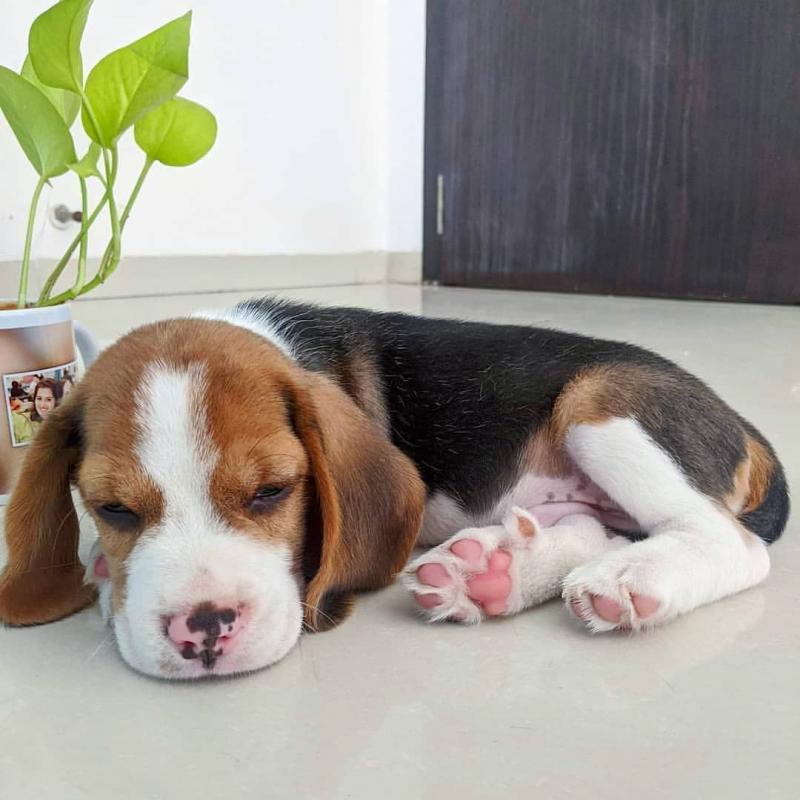 Beagle puppies ready for their new homes Image eClassifieds4u