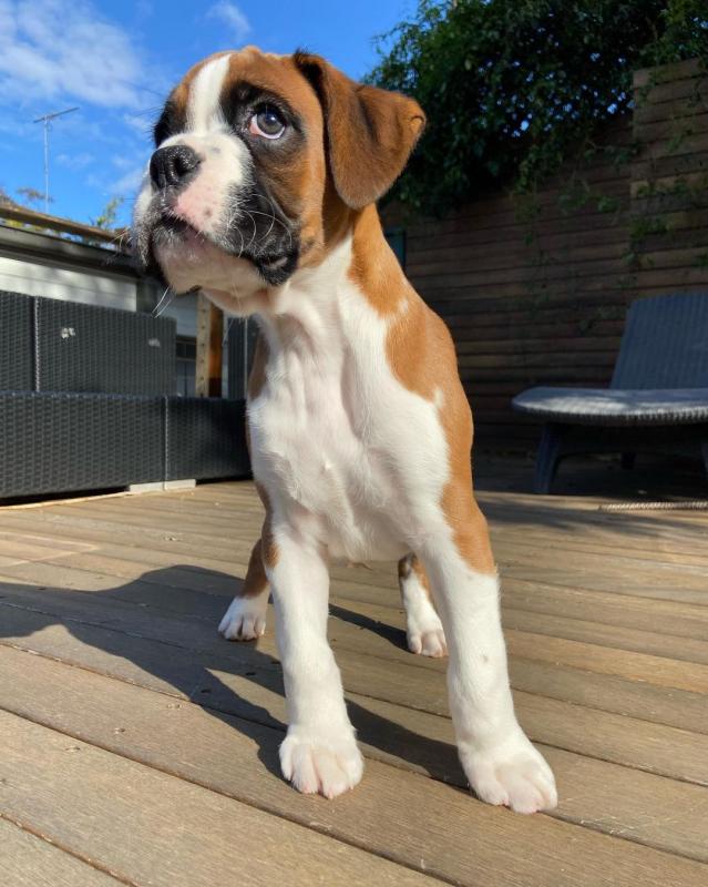 Boxer puppies for good re homing to interested homes. Image eClassifieds4u