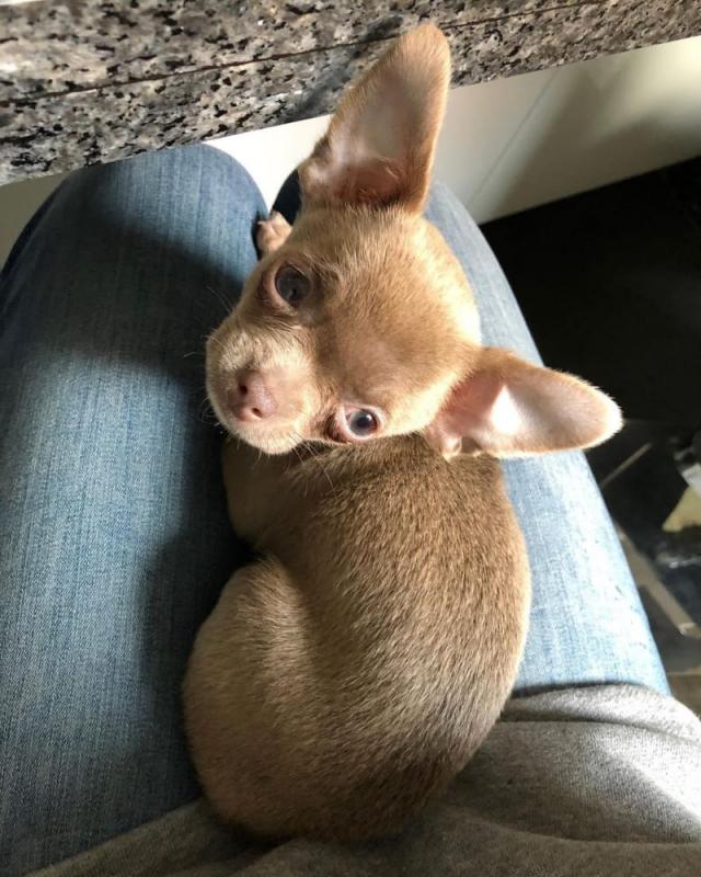 Chihuahua Puppies Available for adoption Image eClassifieds4u
