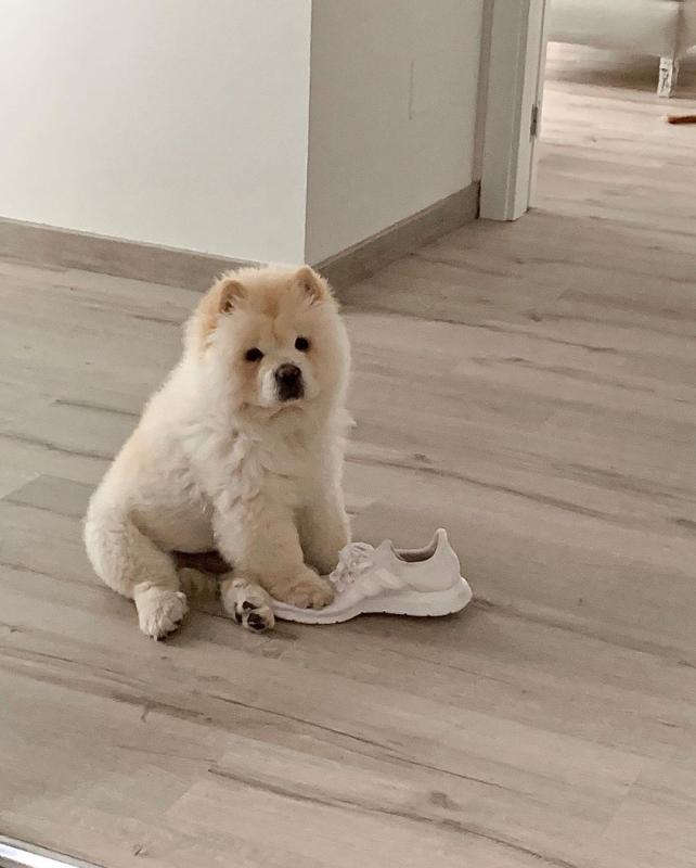 Chow Chow puppiesThey are very healthy, very playful. EMAIL: fordellis2@gmail.com Image eClassifieds4u