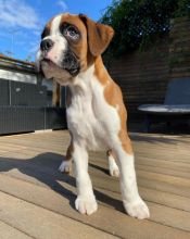 Boxer puppies for good re homing to interested homes. EMAIL: fordellis2@gmail.com Image eClassifieds4u 2