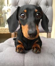 Dachshund puppies available EMAIL: ricecarrut@gmail.com Image eClassifieds4u 2