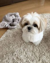 Shih Tzu puppies available in good health condition for new homes EMAIL: ricecarrut@gmail.com Image eClassifieds4u 2