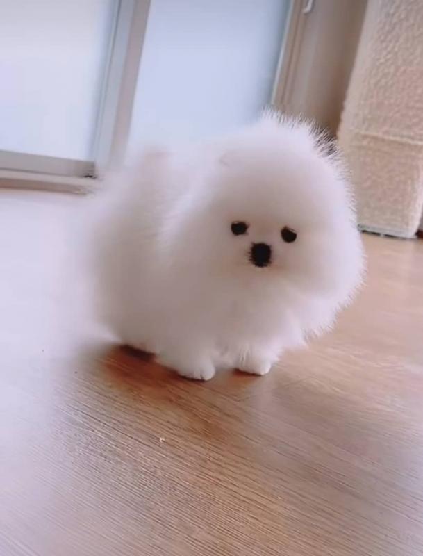 Pomeranian puppies available in good health condition for new homes Image eClassifieds4u