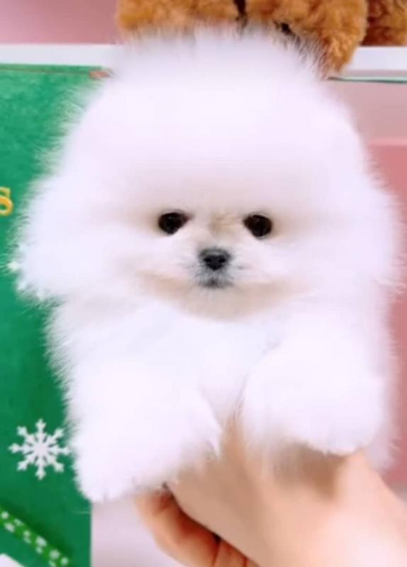 Pomeranian puppies available in good health condition for new homes Image eClassifieds4u