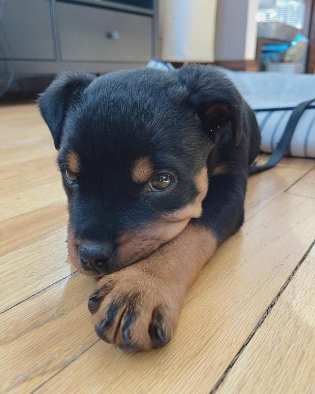 Rottweiler puppies, male and female for adoption Image eClassifieds4u