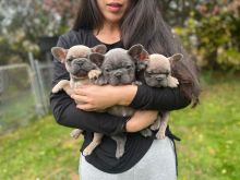 Quality French Bulldog Puppies Image eClassifieds4u 1
