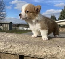 intelligent corgi puppies males and females