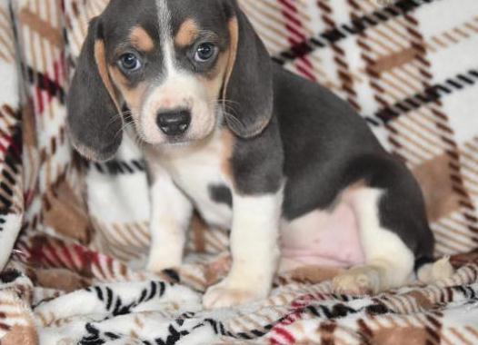 Male and female beagle puppies available Image eClassifieds4u