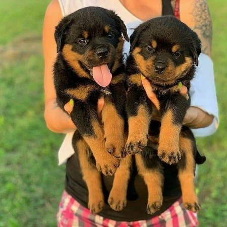 Healthy Male and Female Rottweiler puppies Image eClassifieds4u