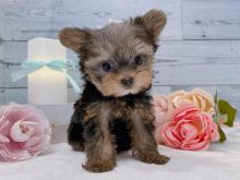 yorkie puppy for adoption