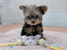 yorkie puppy for adoption