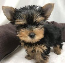 yorkie puppy for adoption