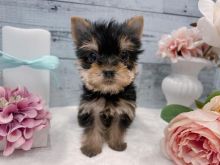 yorkie puppy for adoption Image eClassifieds4U