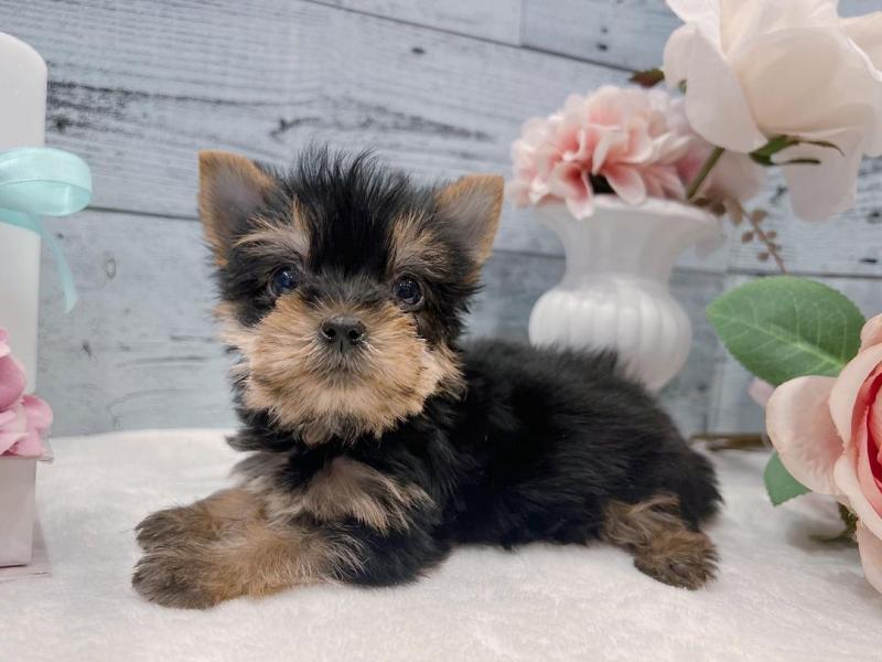 yorkie puppy for adoption Image eClassifieds4u