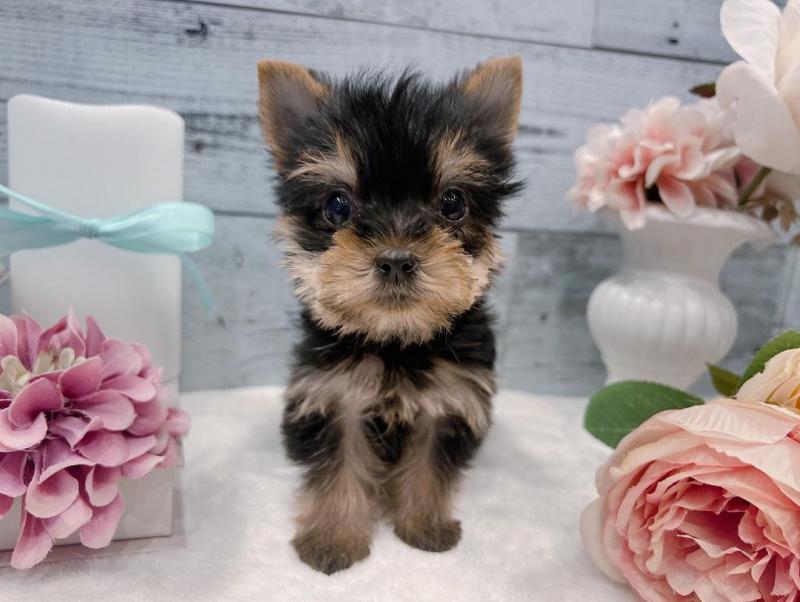 yorkie puppy for adoption Image eClassifieds4u