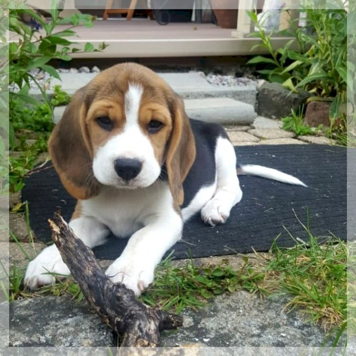 *** 1 Beautiful Fully Vaccinated Beagle puppies Image eClassifieds4u