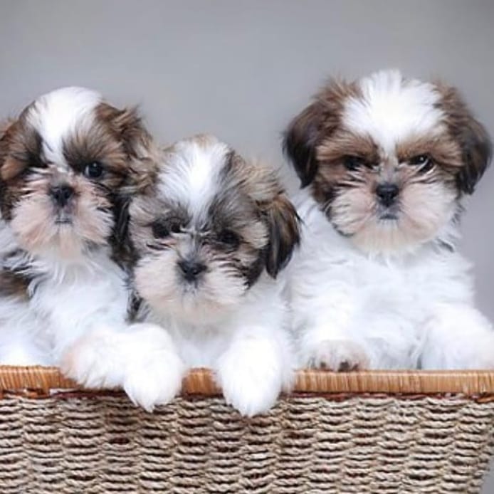 🌸Beautiful Imperial shih tzu ONLY BOY&GIRL LEFT🌸 Image eClassifieds4u