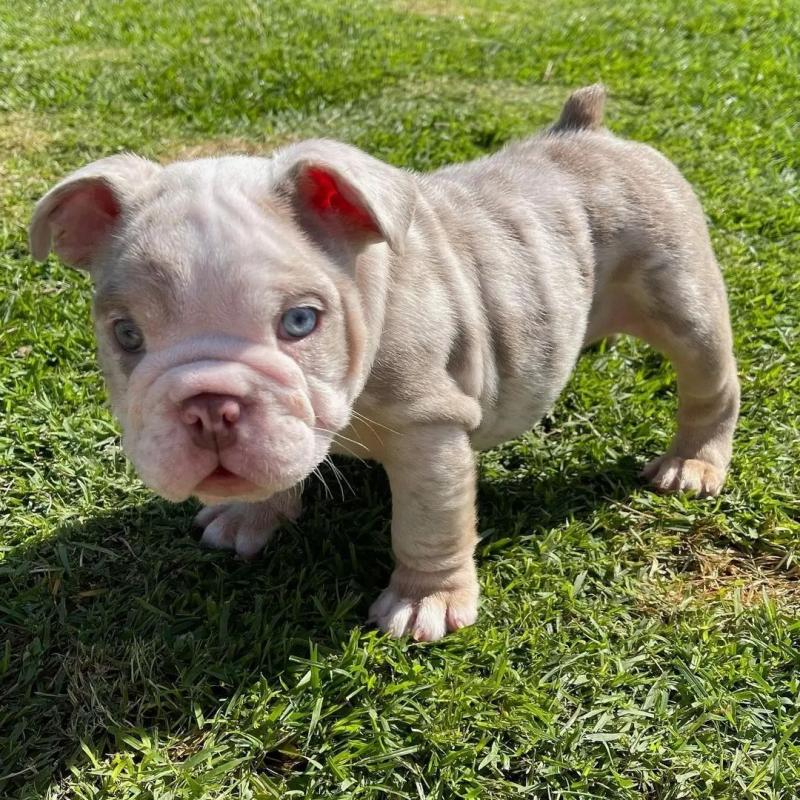 *READY IN 12 WKS* DWKC Reg English Bulldog Pups Image eClassifieds4u