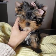 @--FRIENDLY - YORKIE - PUPPY--@