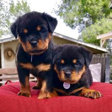 2 Rottweiler males 1 female