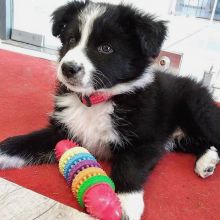 Beautiful pure lovely Border Collies