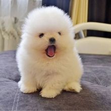 Fluffy Pomeranian Puppies KC registered
