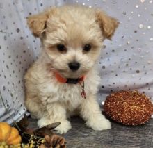 maltipoo puppies for Adoption...