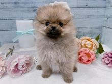 Pomeranian puppies for adoption
