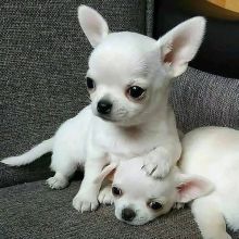 Stunning chihuahuas puppies available💤💦💦💦💦