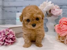 Toy Poodle for adoption