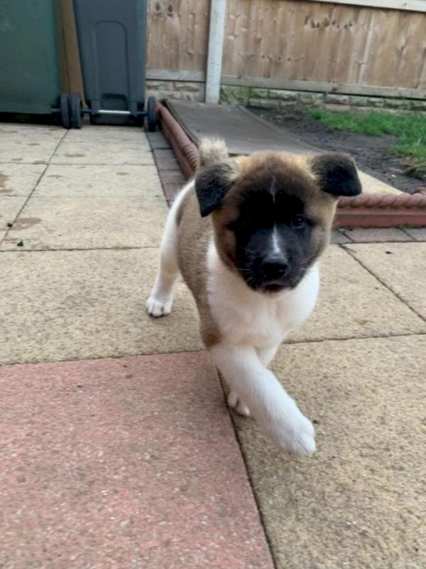 Gorgeous Akita Puppies💯💯💯 Image eClassifieds4u