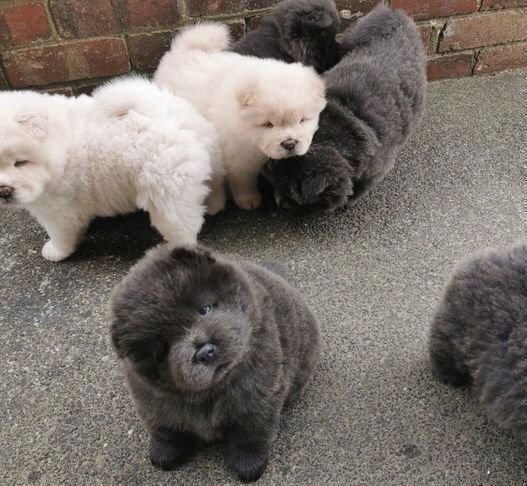 KC Chow Chow Puppies3️⃣ Image eClassifieds4u