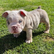 *READY IN 12 WKS* DWKC Reg English Bulldog Pups Image eClassifieds4U