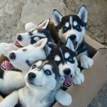 ✴️✳️✴️STUNNING PURE BRED SIBRERIAN HUSKIES ✴️✳️✴️ Image eClassifieds4U