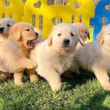 Adorable Cream retriever puppies Image eClassifieds4U