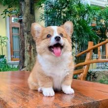Beautiful corgi available💕💕💗💗💖 Image eClassifieds4U