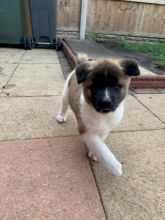 Gorgeous Akita Puppies💯💯💯 Image eClassifieds4U