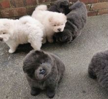 KC Chow Chow Puppies3️⃣ Image eClassifieds4U