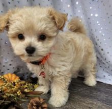 maltipoo puppies for Adoption... Image eClassifieds4u 2