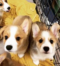 pure breed corgi puppies for adoption... Image eClassifieds4U