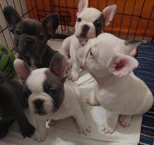 Quality French Bulldog Puppies Image eClassifieds4U