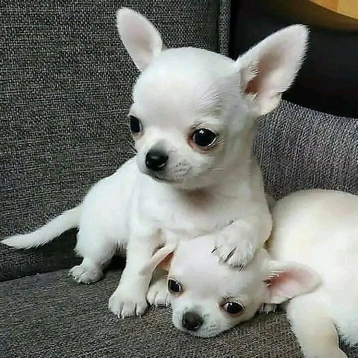 Stunning chihuahuas puppies available💤💦💦💦💦 Image eClassifieds4u